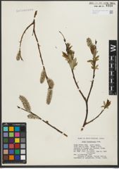 Foto von Salix richardsonii Hook.